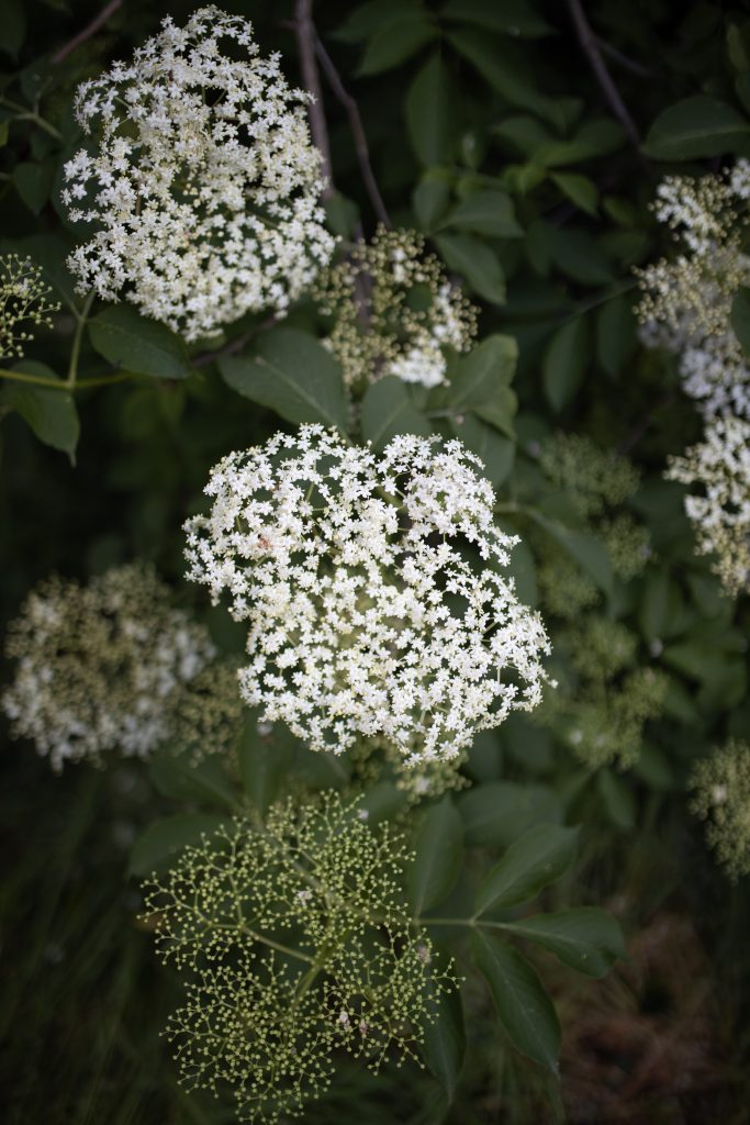 Vlierbloesem Elderflower