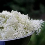 Vlierbloesem Elderflower