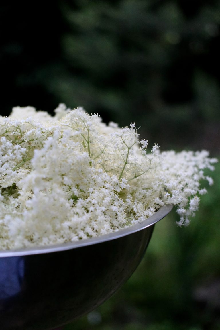 Vlierbloesem Elderflower