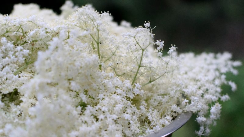 Vlierbloesem Elderflower