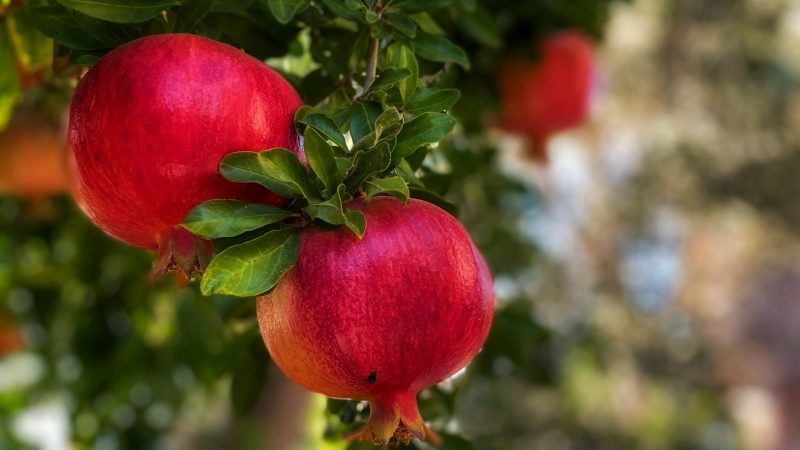 granaatappel pomegranate